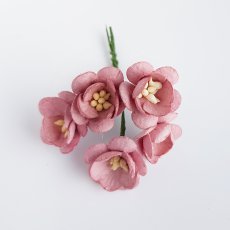 ILC-F-CHERRY10 Kwiat wiśni - brudny róż -5sztuk