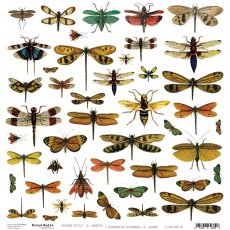 CC-MM-DOD-2 OWADY - ARKUSZ DODATKÓW DO WYCIĘCIA