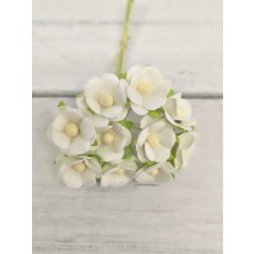 AC-S10m-1 Papierowe kwiatki Achillea Cottage I am Roses -WHITE - biały- pęczek 10 szt