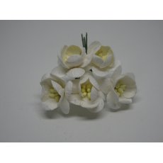 ILC-F-CHERRY01 Kwiat wiśni białe -off white  5sztuk